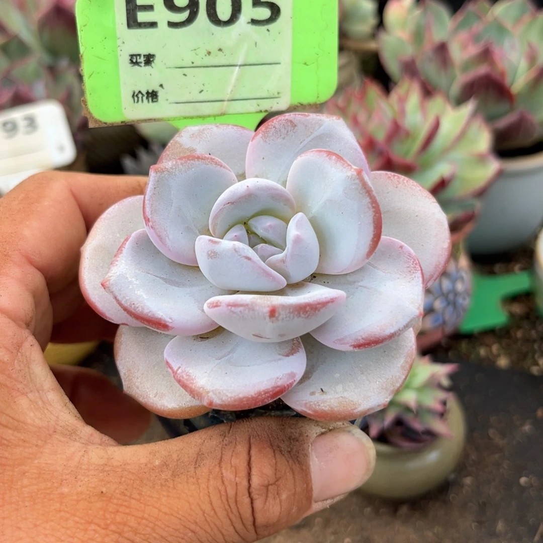 韩版奶茶多肉植物