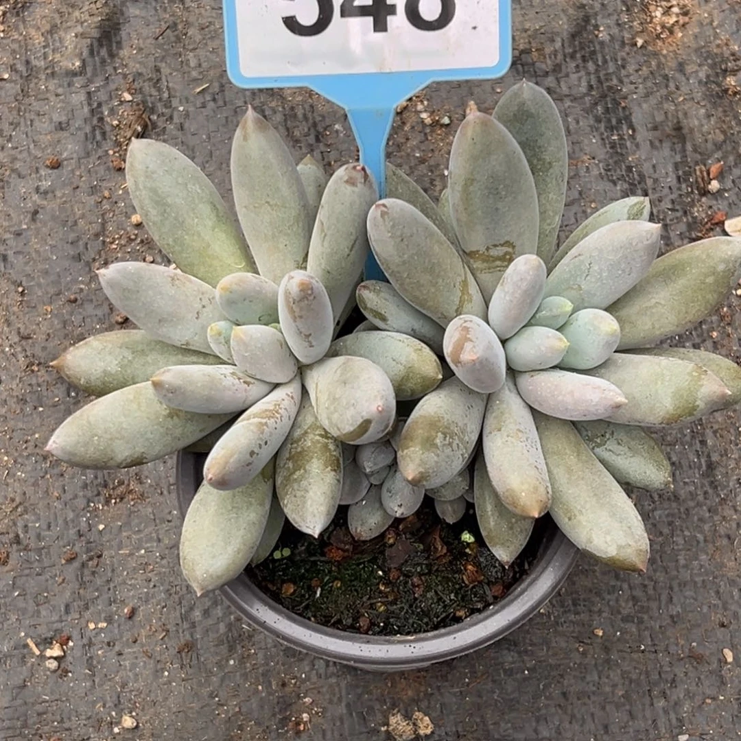 彩胖体哥特一物一拍548