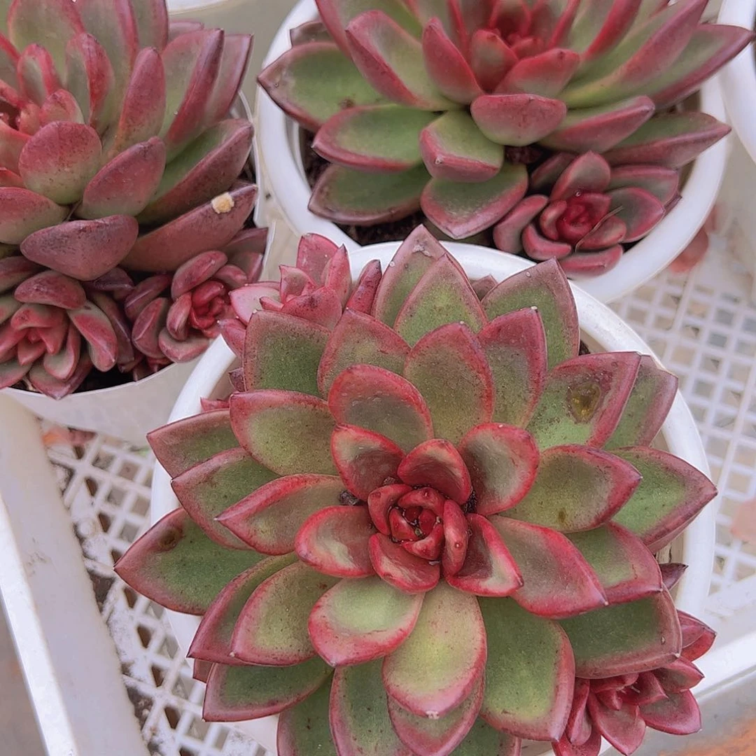 丰沛玫瑰大单头带多仔大盆