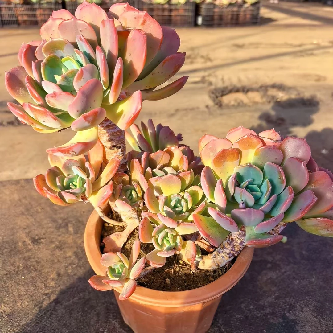 【夕雾】 多肉植物 绿植盆栽