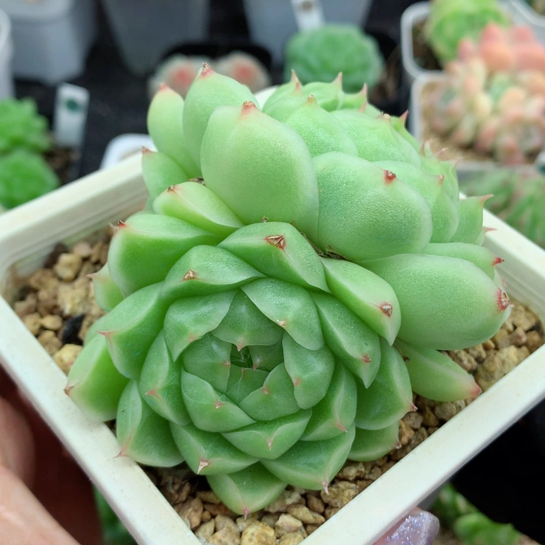 58包邮  群生不包整麦秆16
