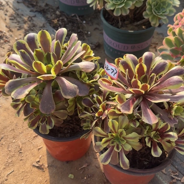 22-77欧嘉莉2处理不包断肢