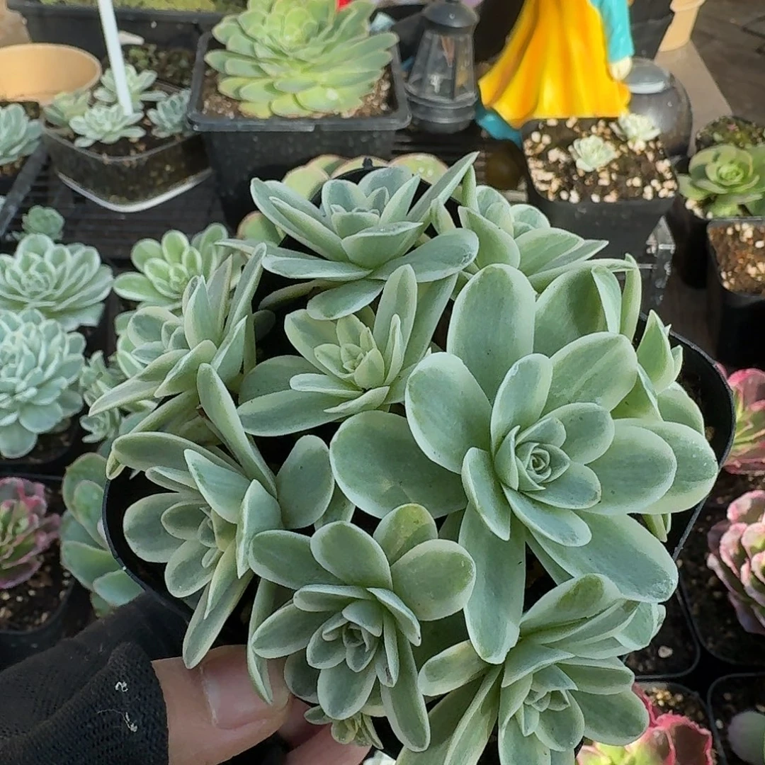 覆轮锦花球一物一拍