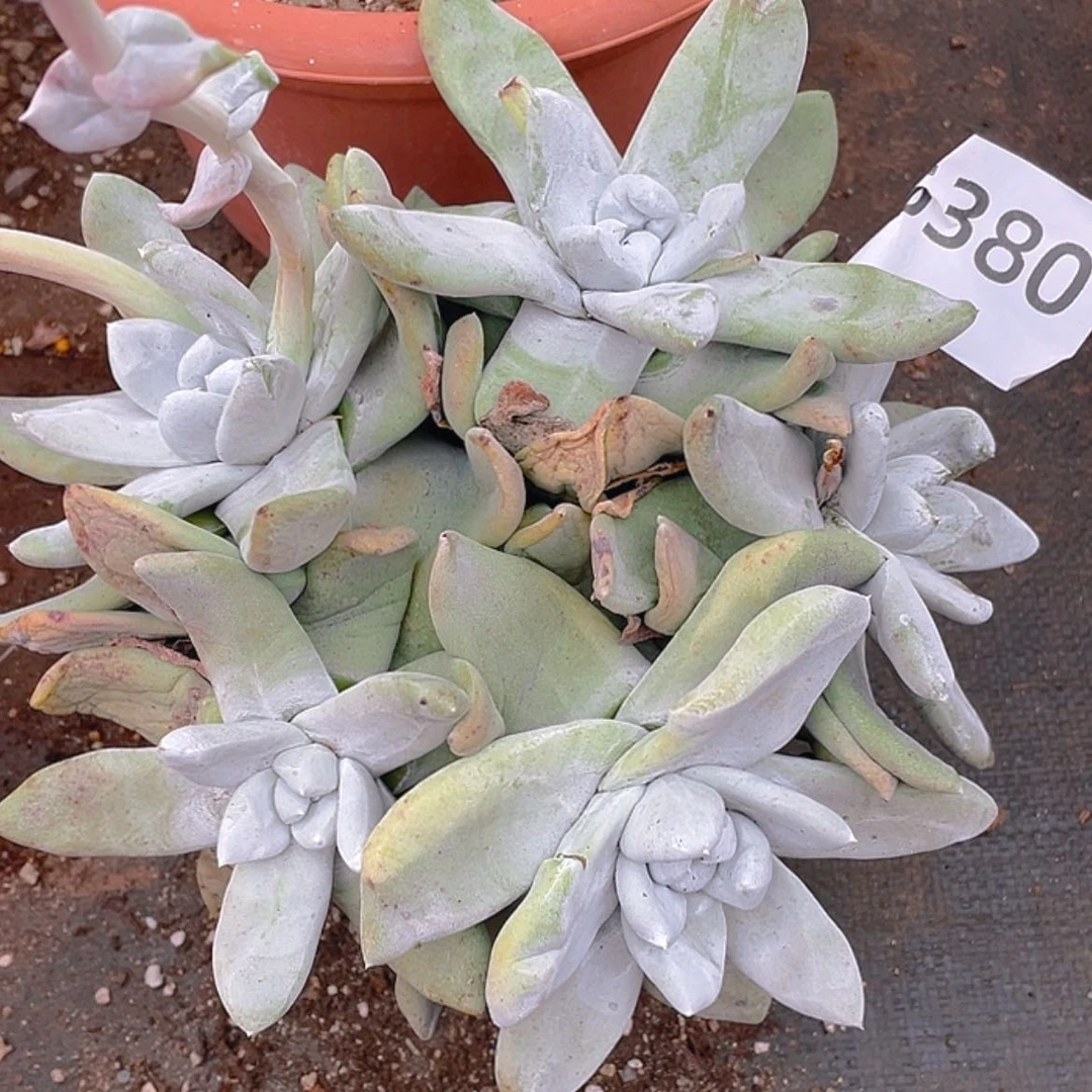 【闪购商品】大拇指