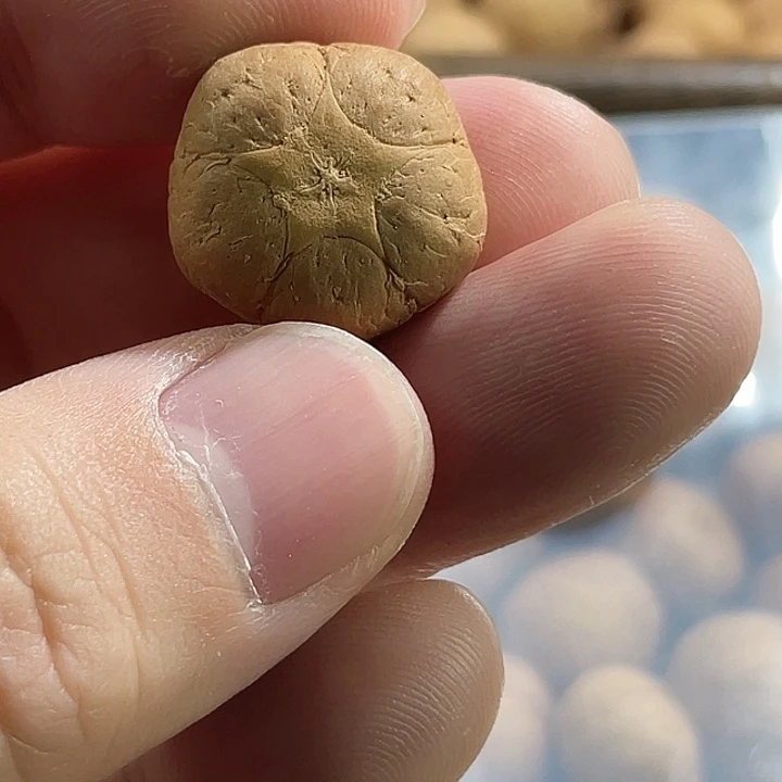 手串凤眼菩提尼泊尔小凤眼
