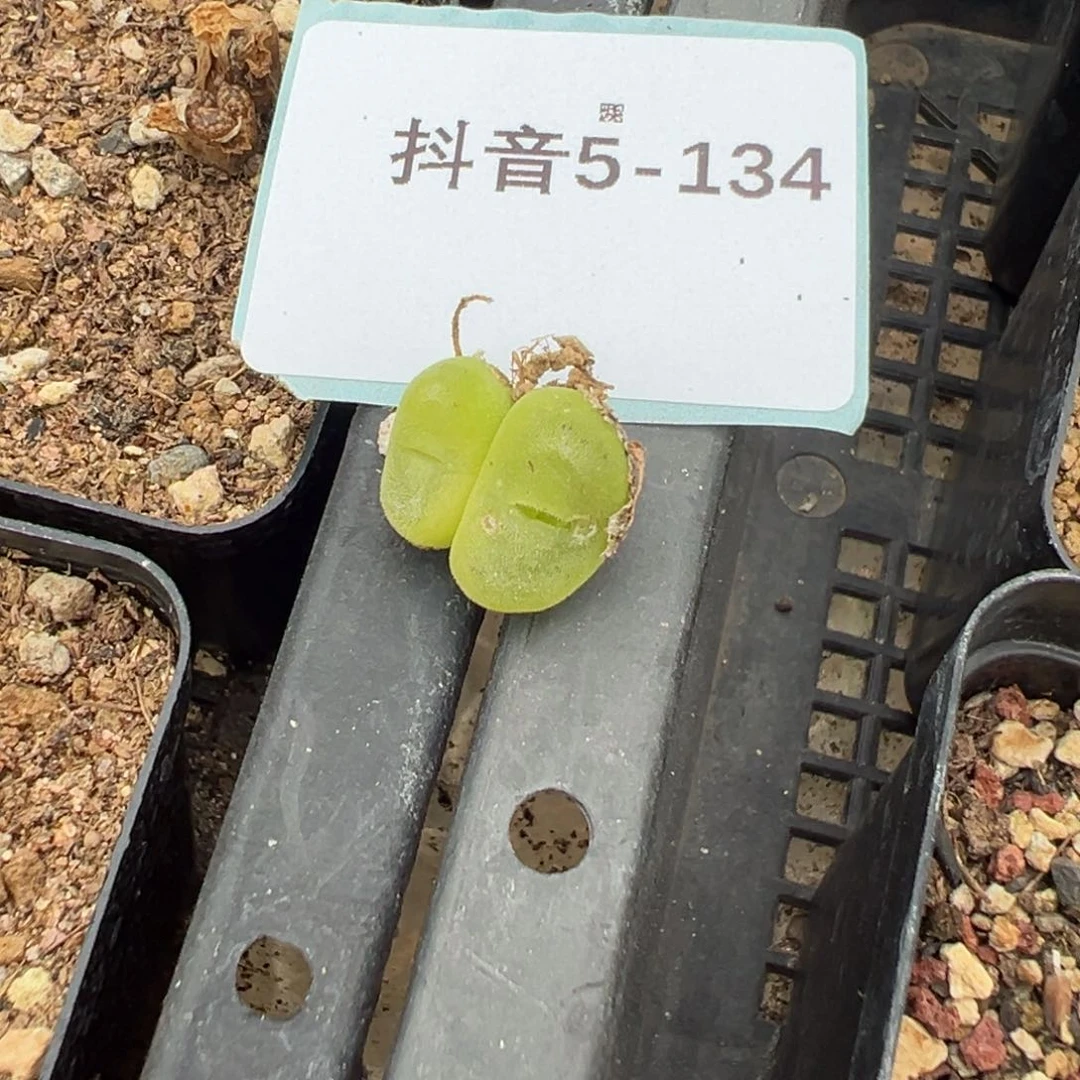 5-134量拍双头水晶鞋一颗