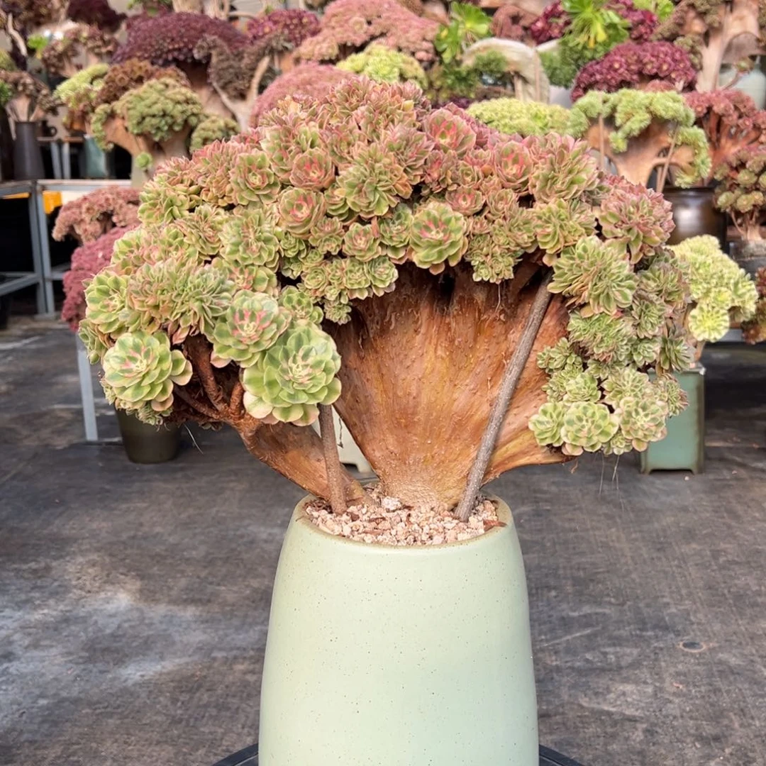 万白朵朵缀不带盆土