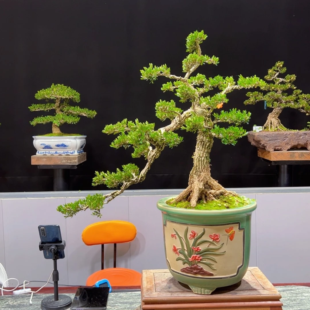 黄杨盆景老桩四季常青