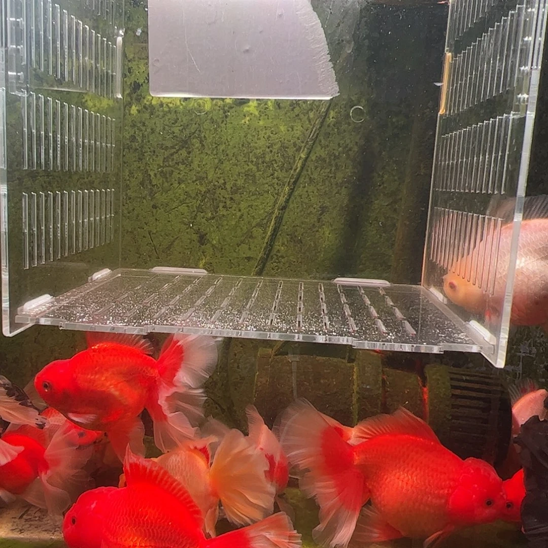 金鱼百褶泰师压成3