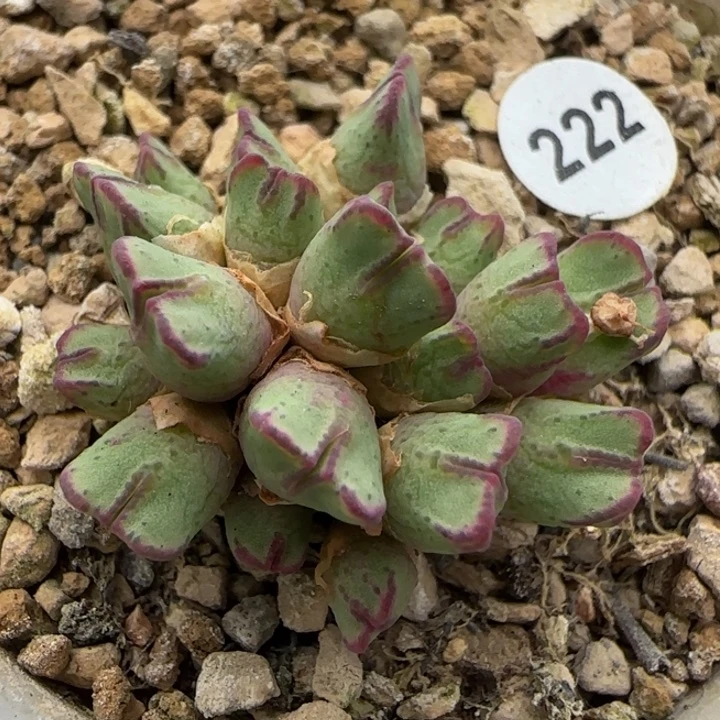 cr1457多肉植物222