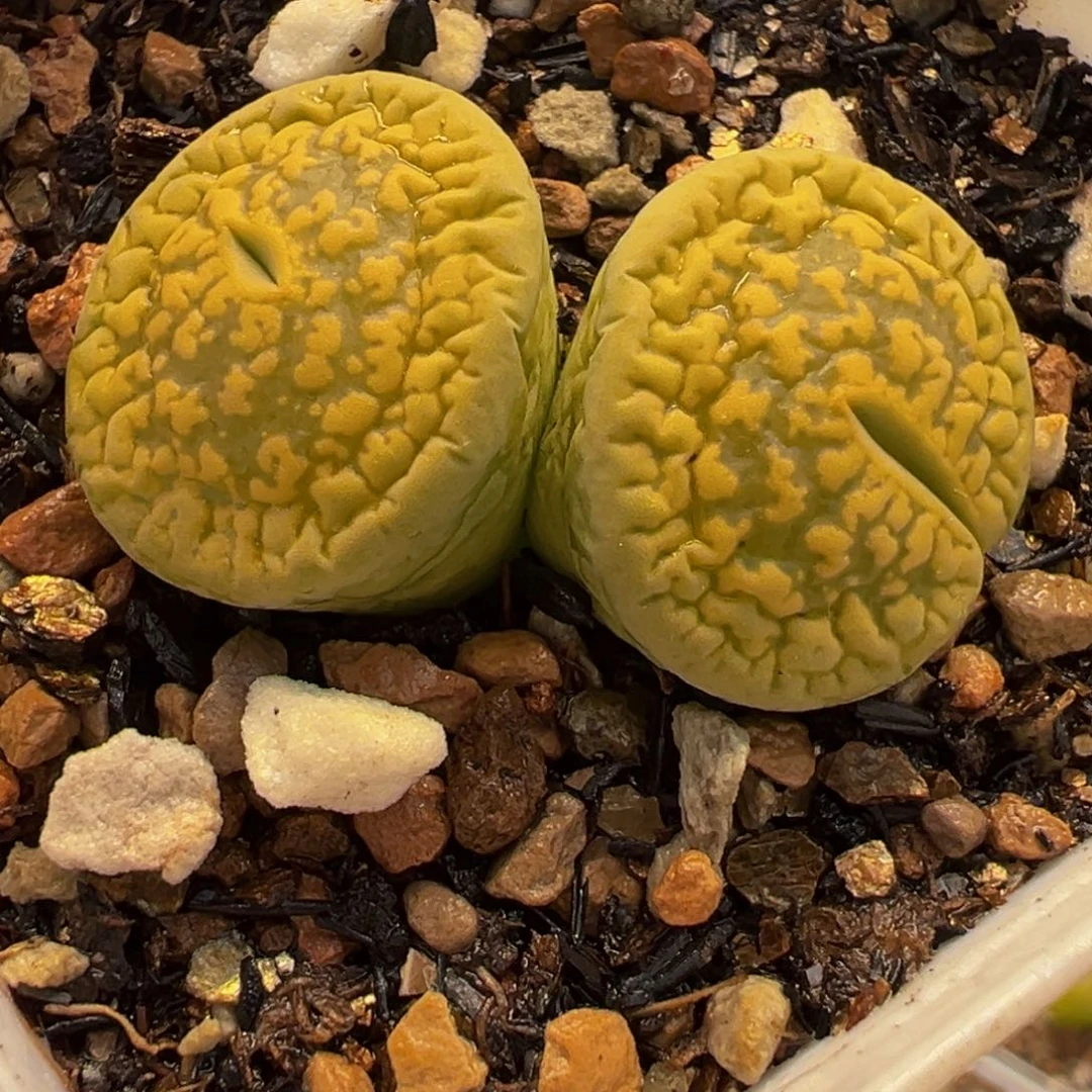 042多肉植物种类和