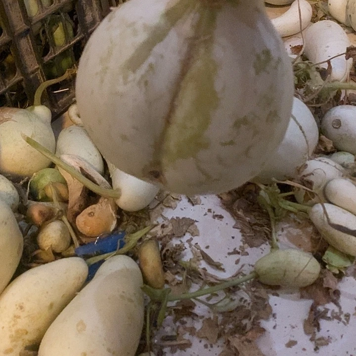 清***鱼青皮腰子葫芦手把件摆件