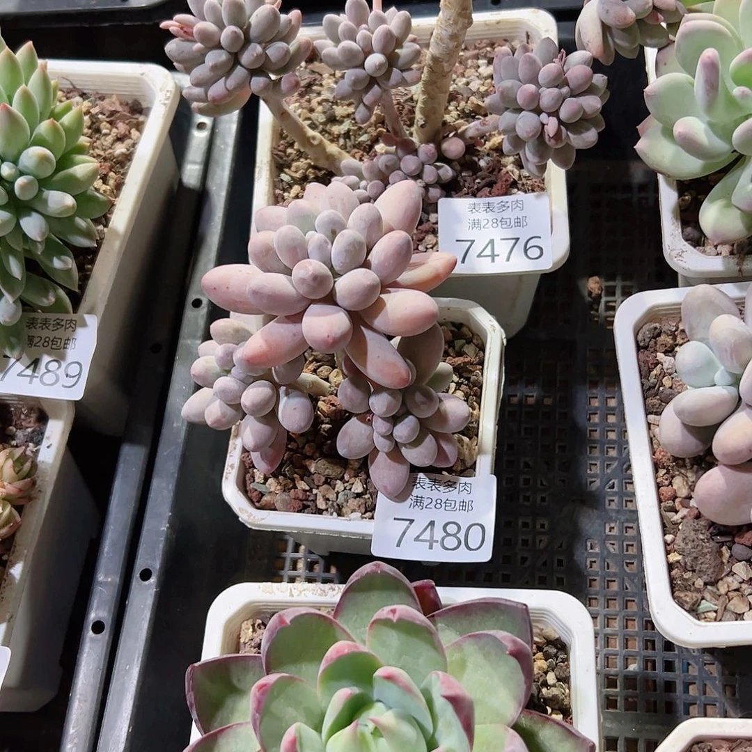 无花朵吃****口多肉一物一拍7476.7480