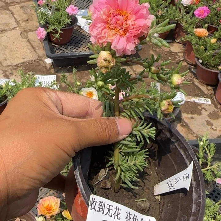 无花朵393西瓜球超小苗盆口10cm