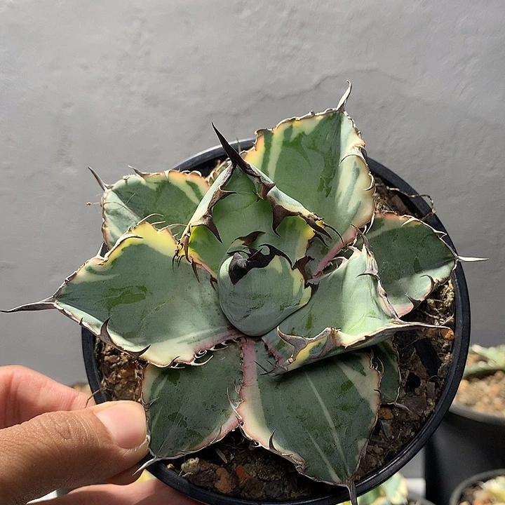 蓝鲸的白覆轮2号啊啊