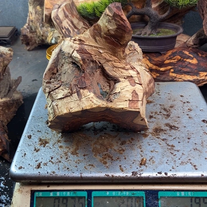 黄花梨/降香黄檀冬*