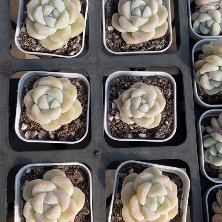 白底奶油冰玉单头一颗冠幅4厘米20包邮新疆西藏不发