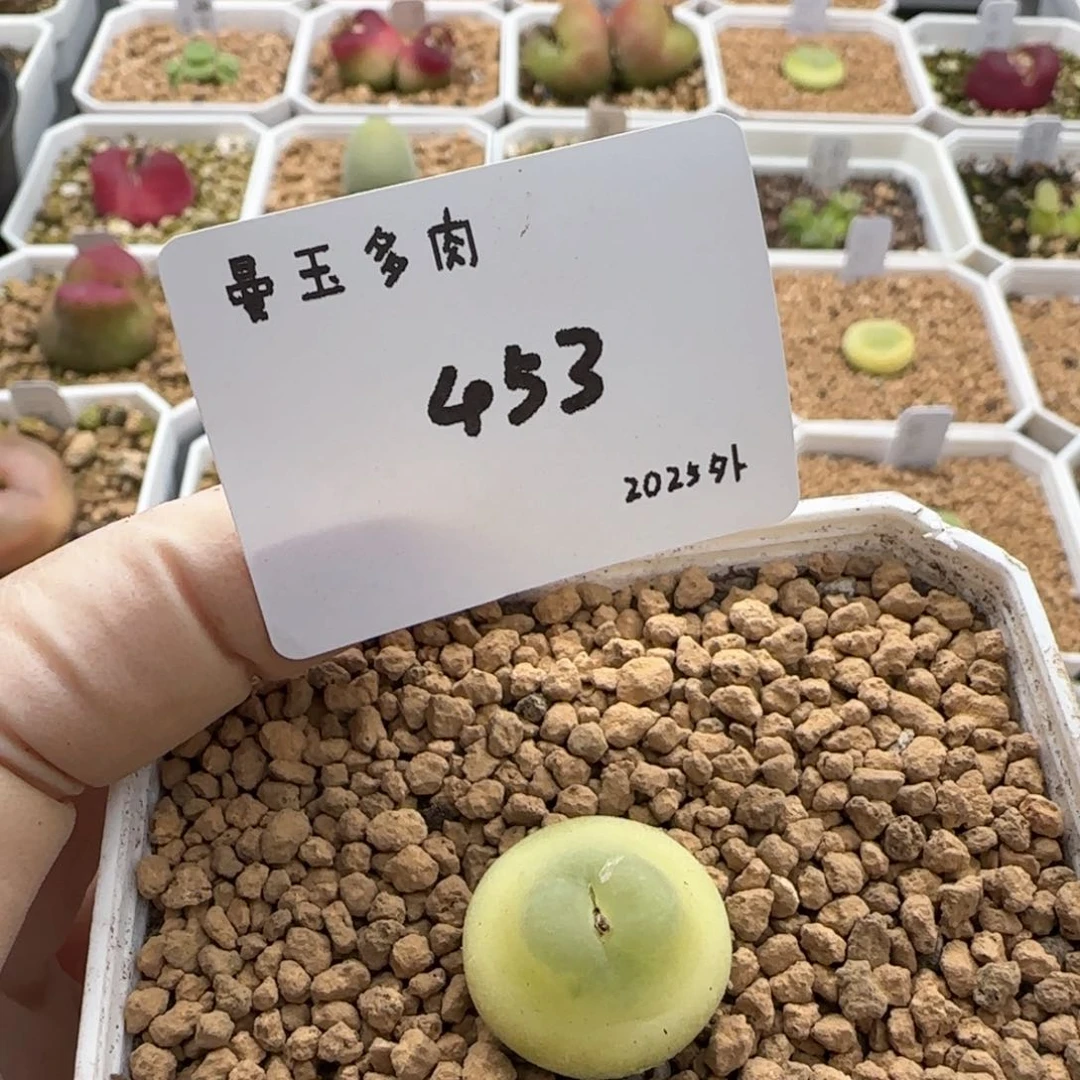 L***—多肉多肉多肉2025-453