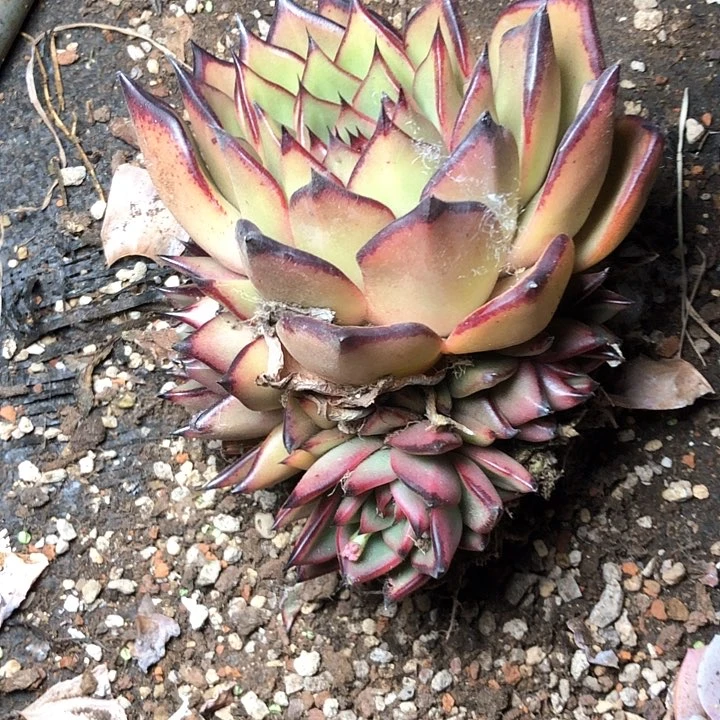 美**美46//////////////////