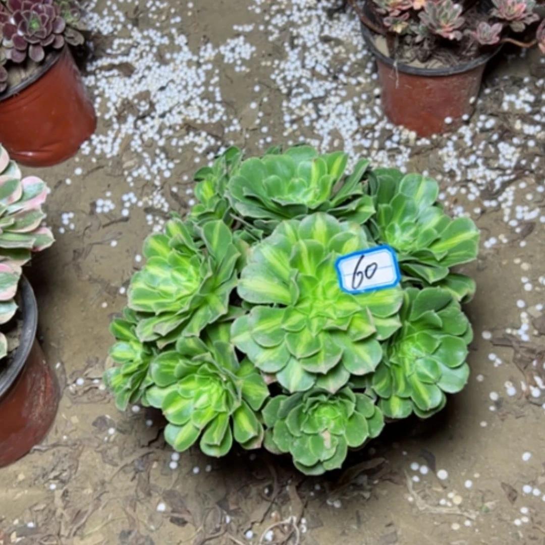 【闪购商品】用****5断枝不包60