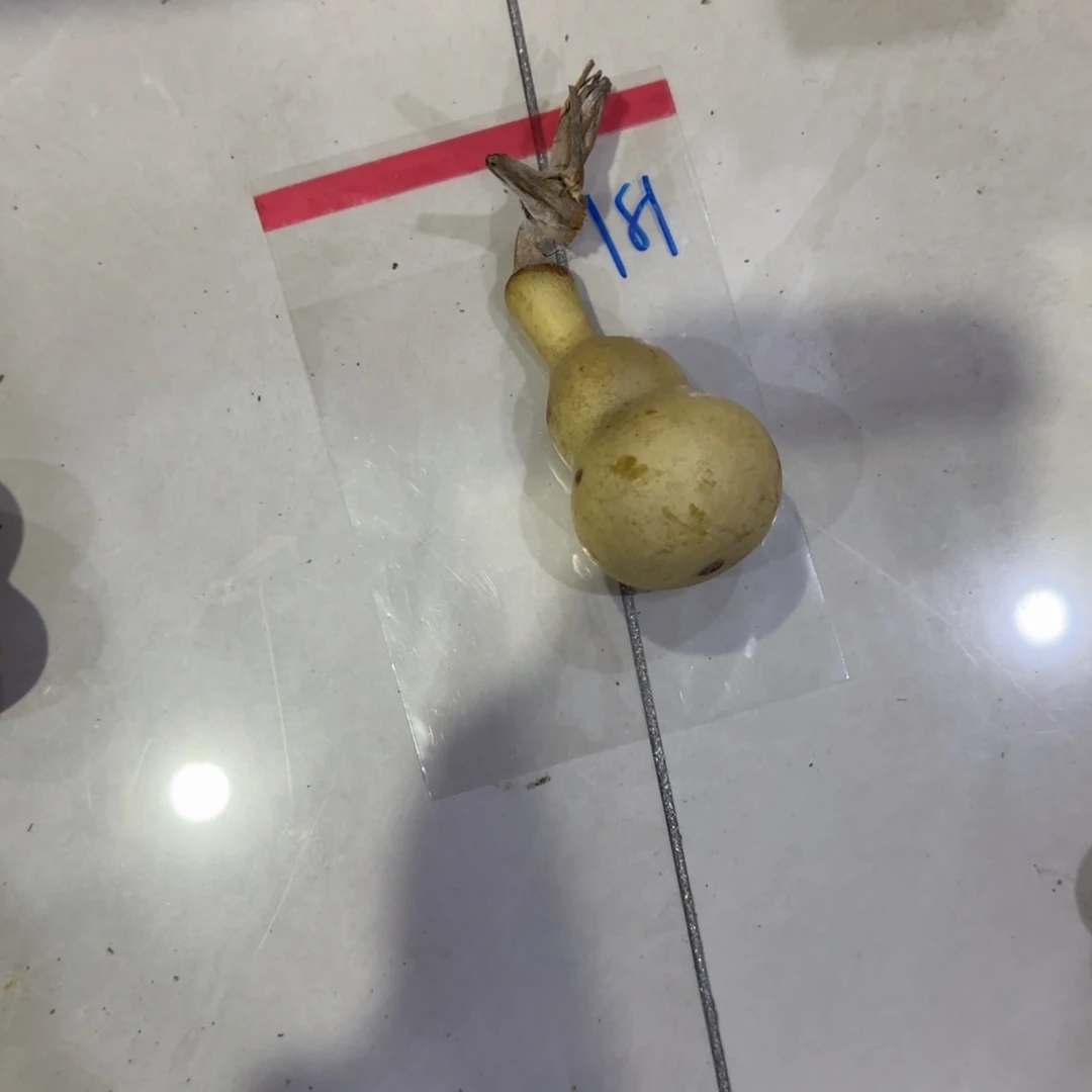 山***语葫芦啦啦乐乐咯乐乐咯来咯哦