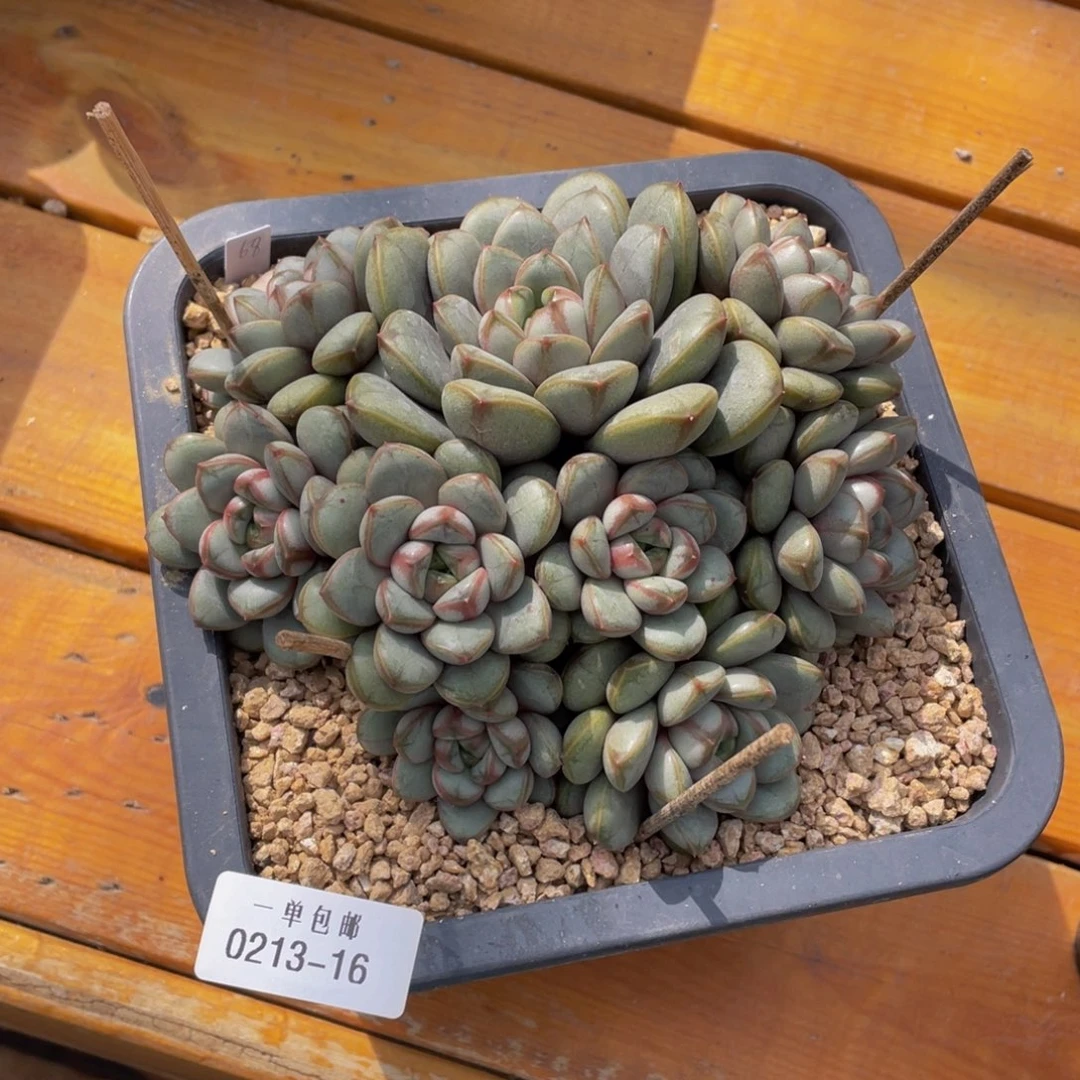 。****.0213-16-葡萄，，，，寄养