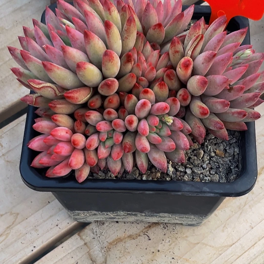 三***生2541下午多肉植物群生