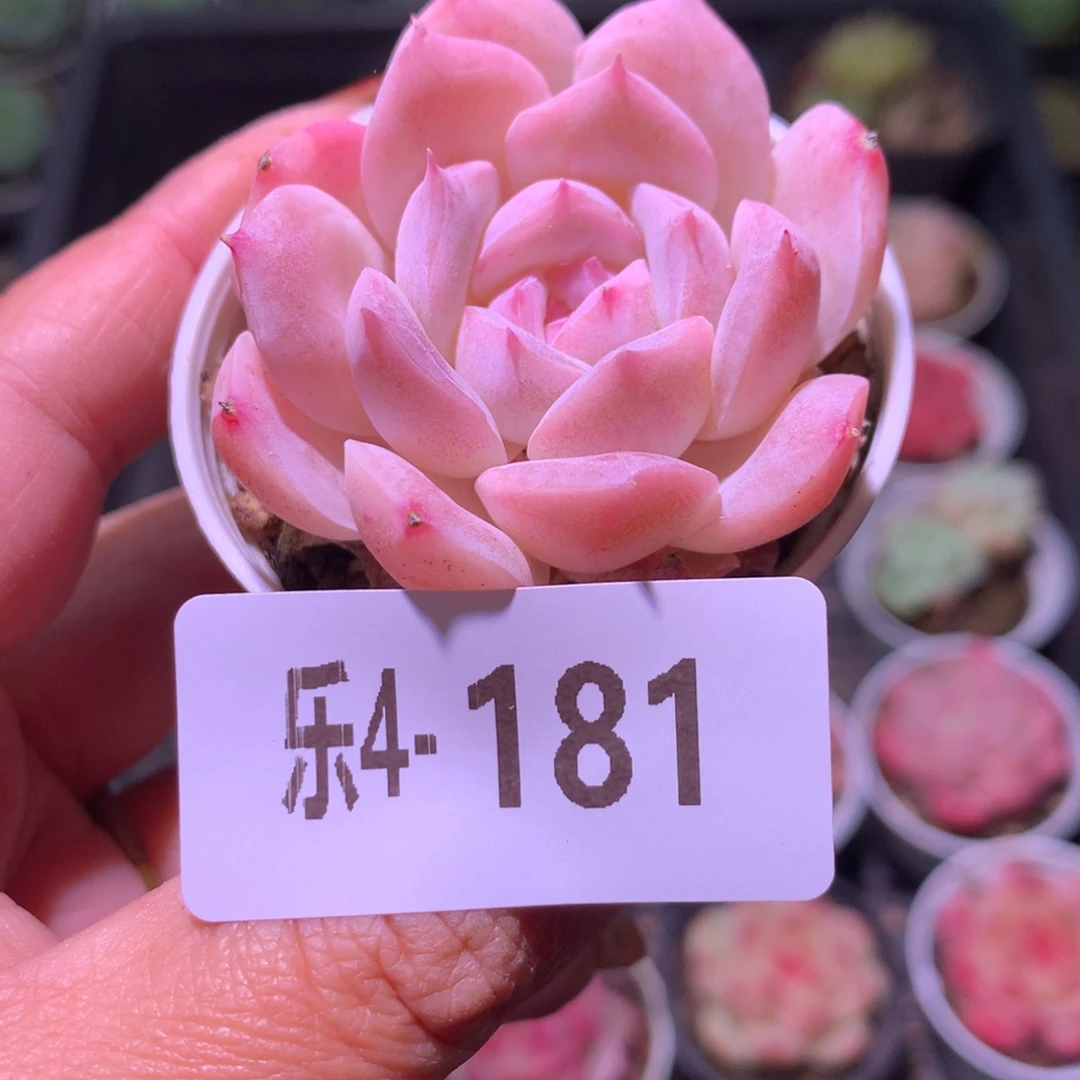 乐然 4-181 新品
