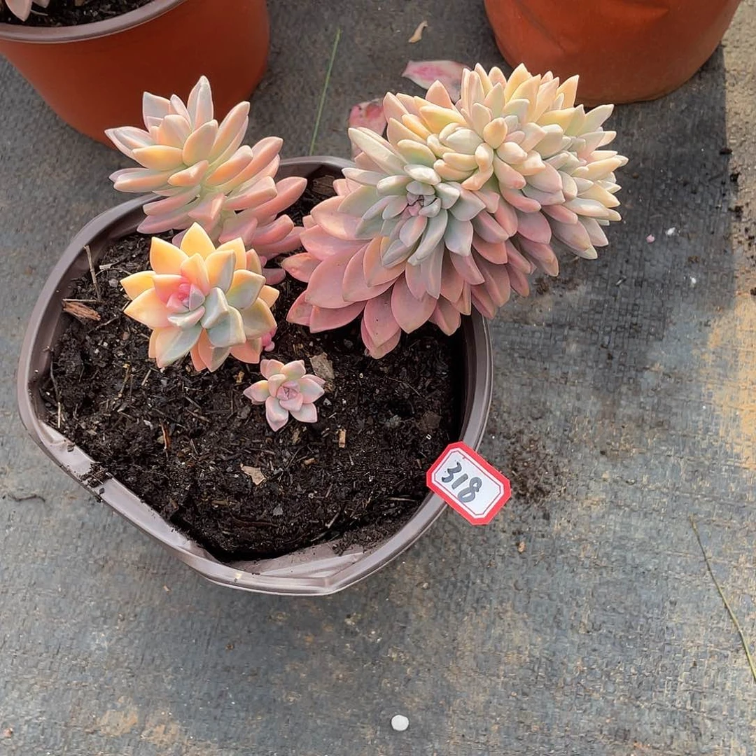 318淡雪锦 一物一拍多肉