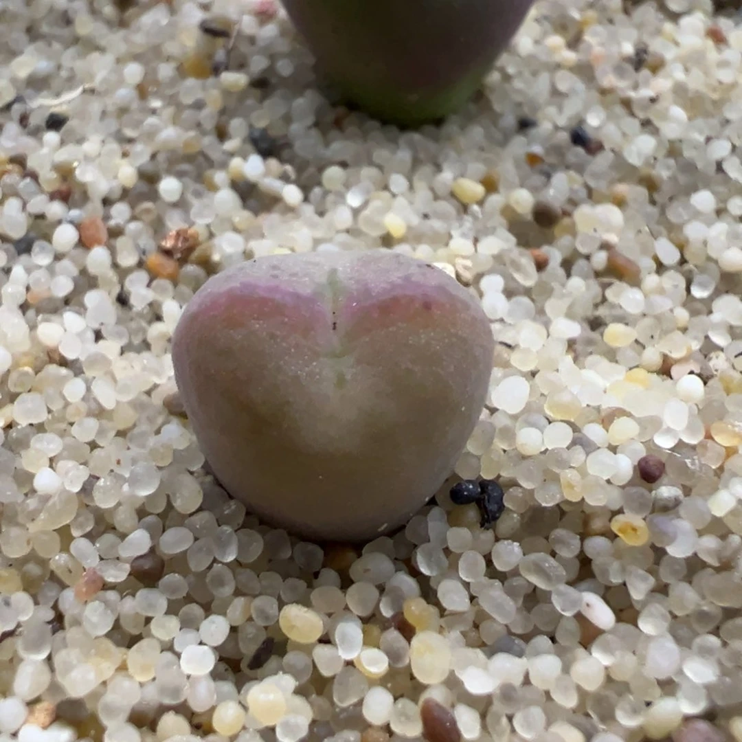 超****～心动多肉多肉