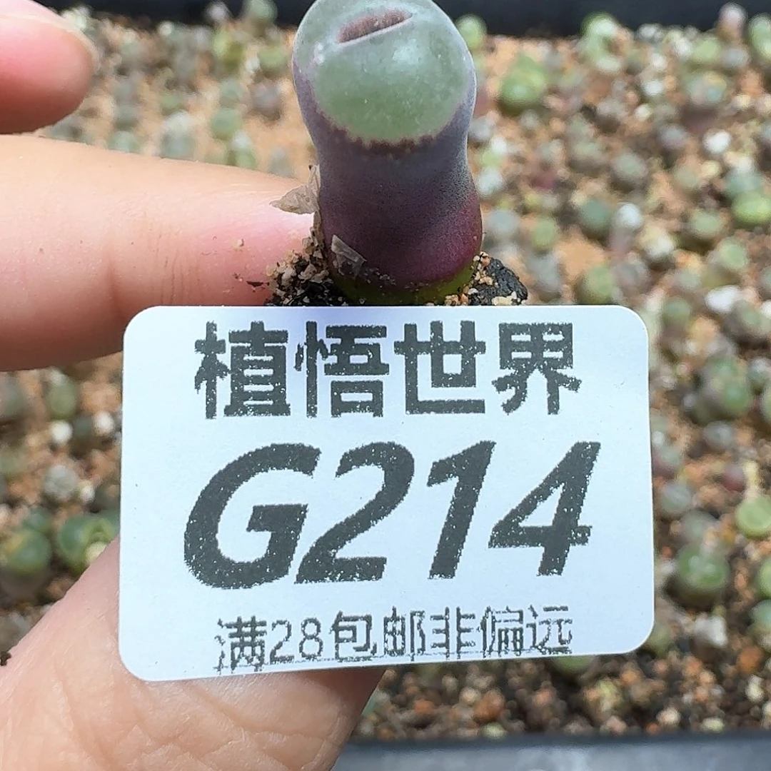 多肉植物的宋哥吧您您