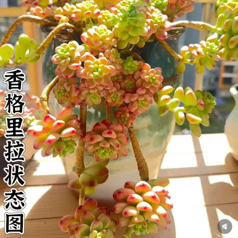 云漫多肉  地栽香格里拉20-25cm 多肉植物 新手好养