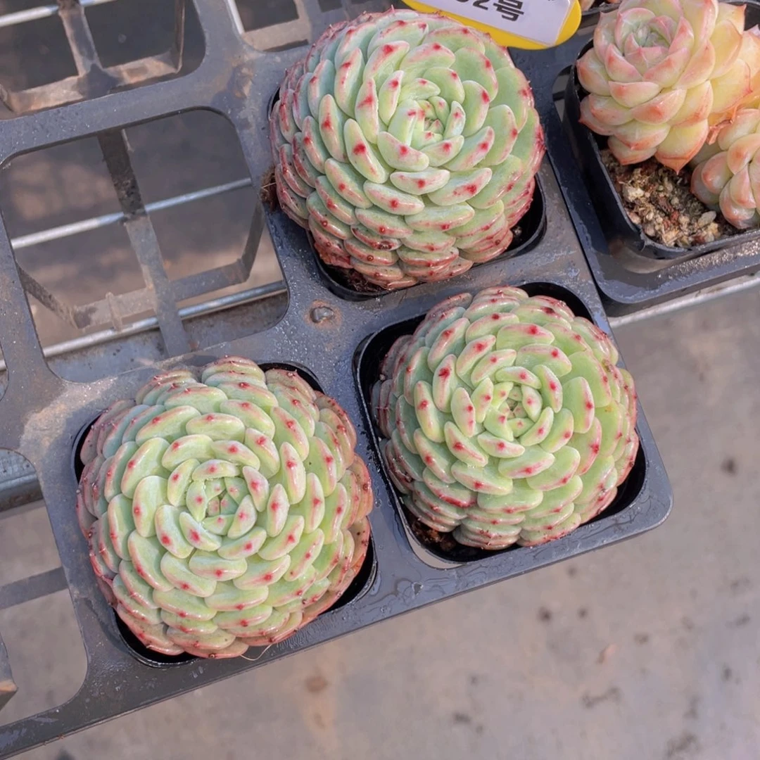 292号 白胖子单头一个