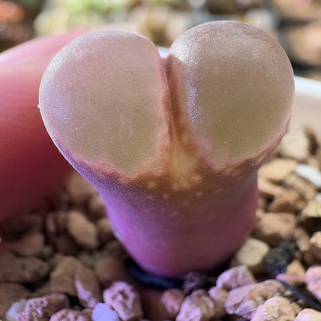 紫体粉窗磨砂透 2827