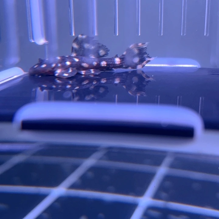 清道夫鱼31-031瑕疵野马坦克一条