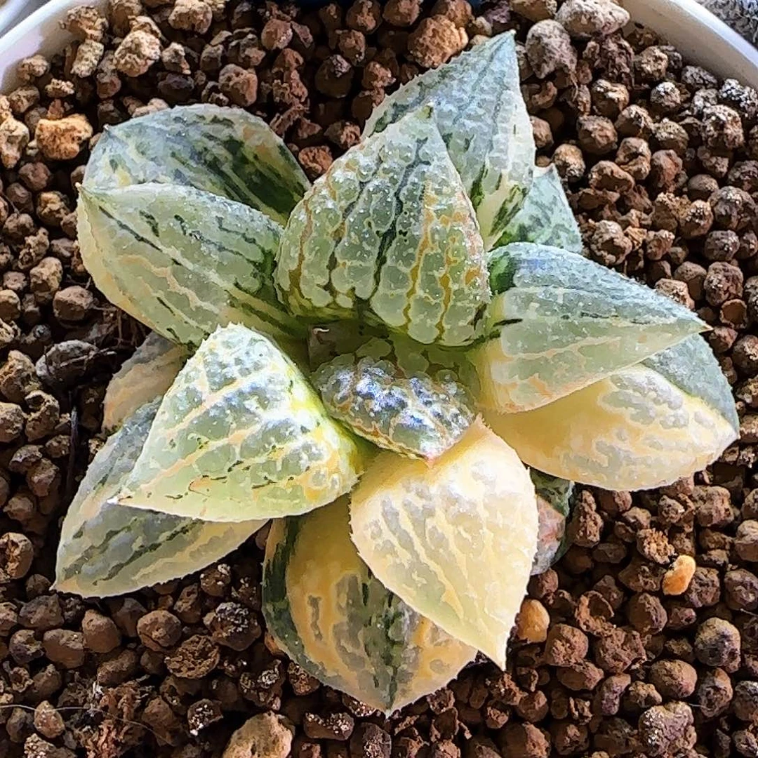 87马丽丽锦 极上斑完美锦 5 厘米左右一物一拍带盆