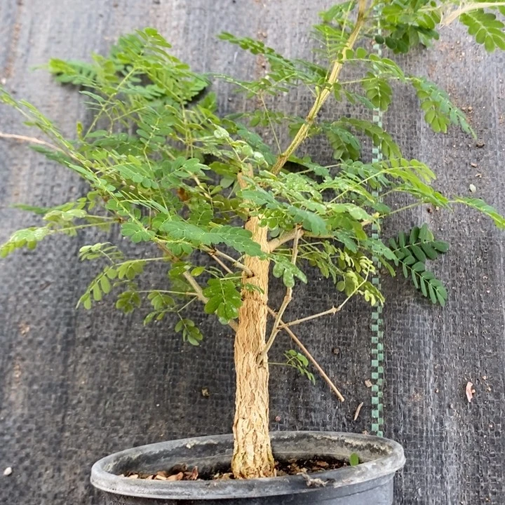 黑猴刺树，一物一拍，带盆