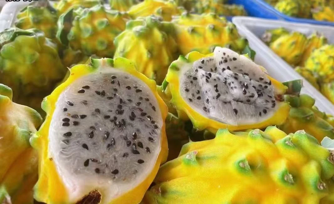 海南果新鲜燕窝果孕妇水果