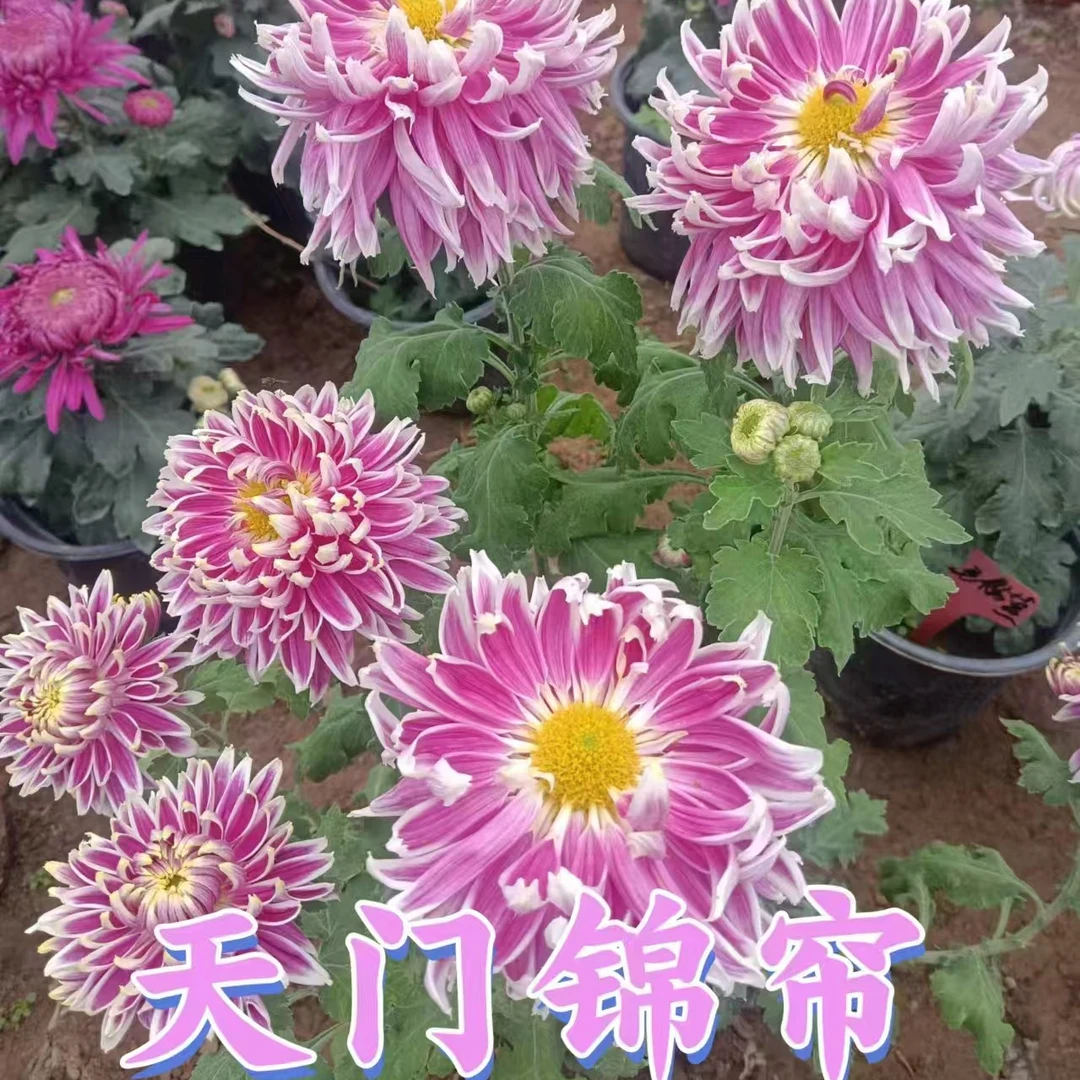 '〔天门锦帘〕九月菊盆栽大花室内外阳台可种植