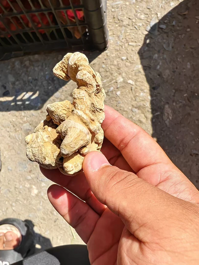 【边陲之乡】---竹结三七