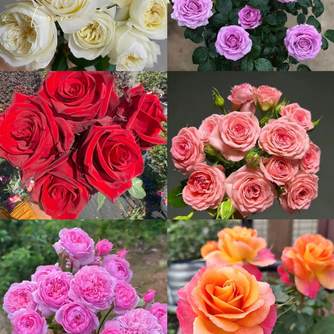 【月季一物一拍】带加仑盆 四季 阳台庭院盆栽地栽