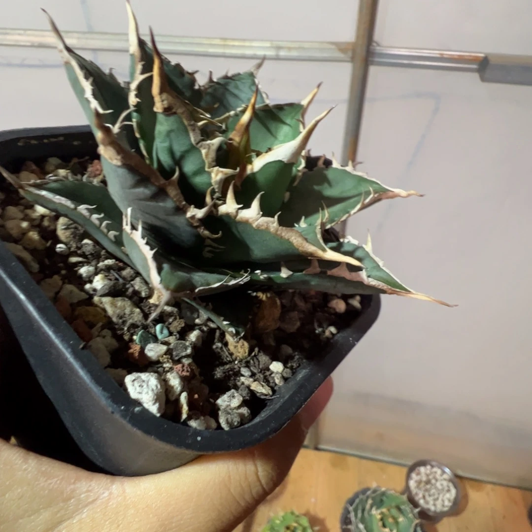 太***亮海王大大大大大大甲