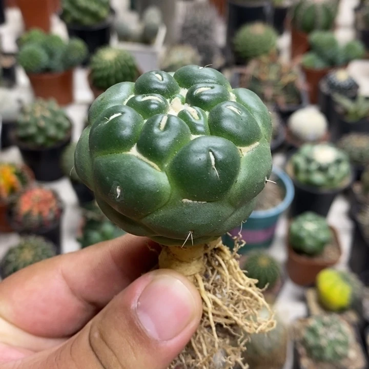实生无刺象牙特价