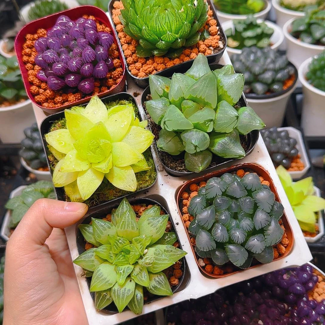 紫宝石，蝉翼，黄金，冰城，玉露寿，冰灯