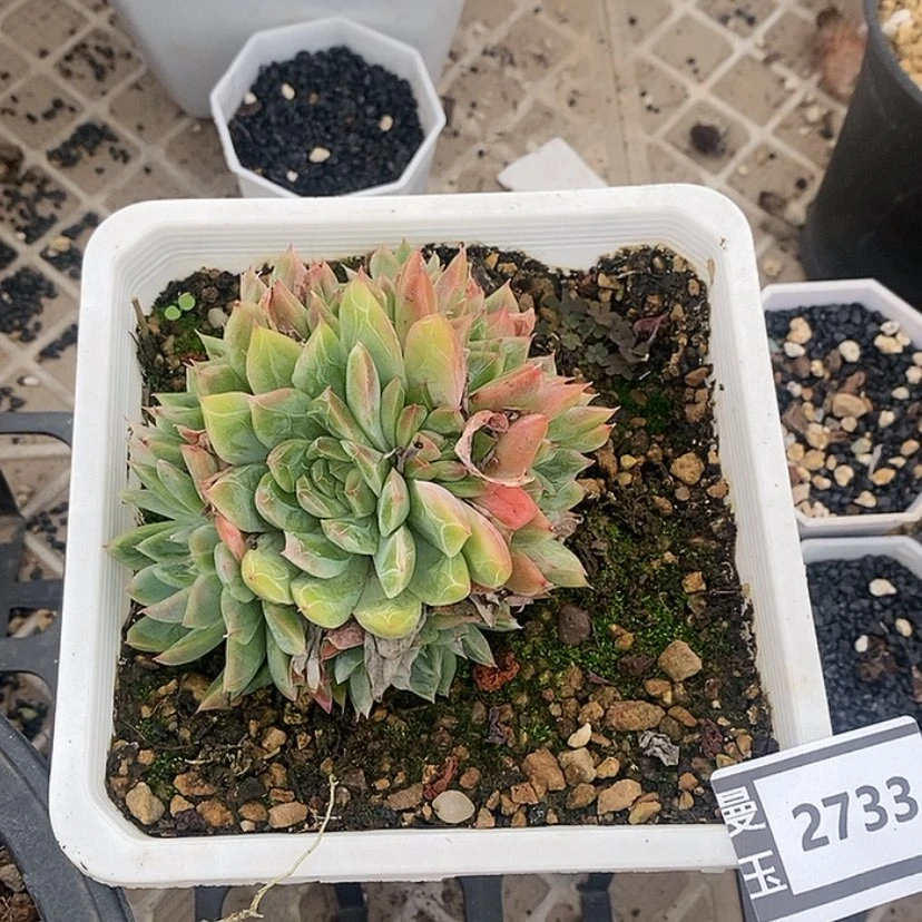 【闪购商品】不知名2733