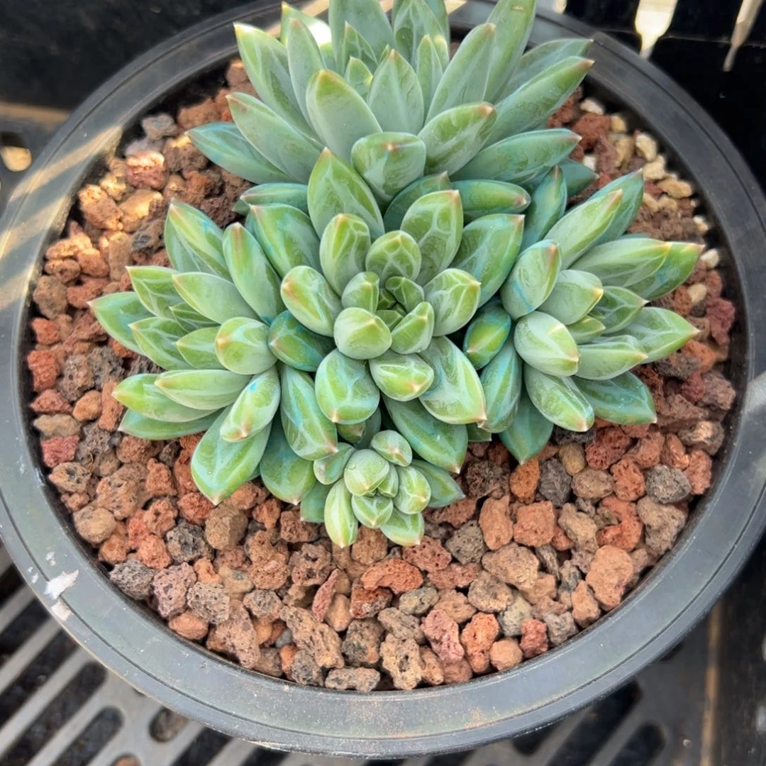 多肉植物多头幻影