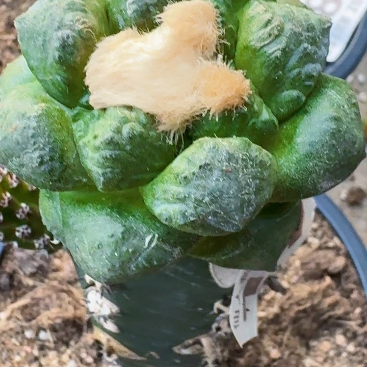 无花朵福利苗接连山170