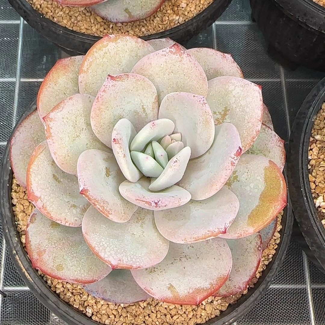 从前慢甄选多肉编号大奶茶