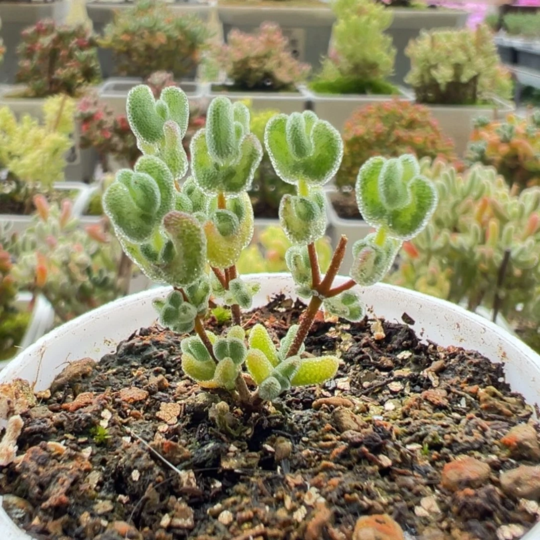 12-188枝干番杏多肉乐曲五圆盆