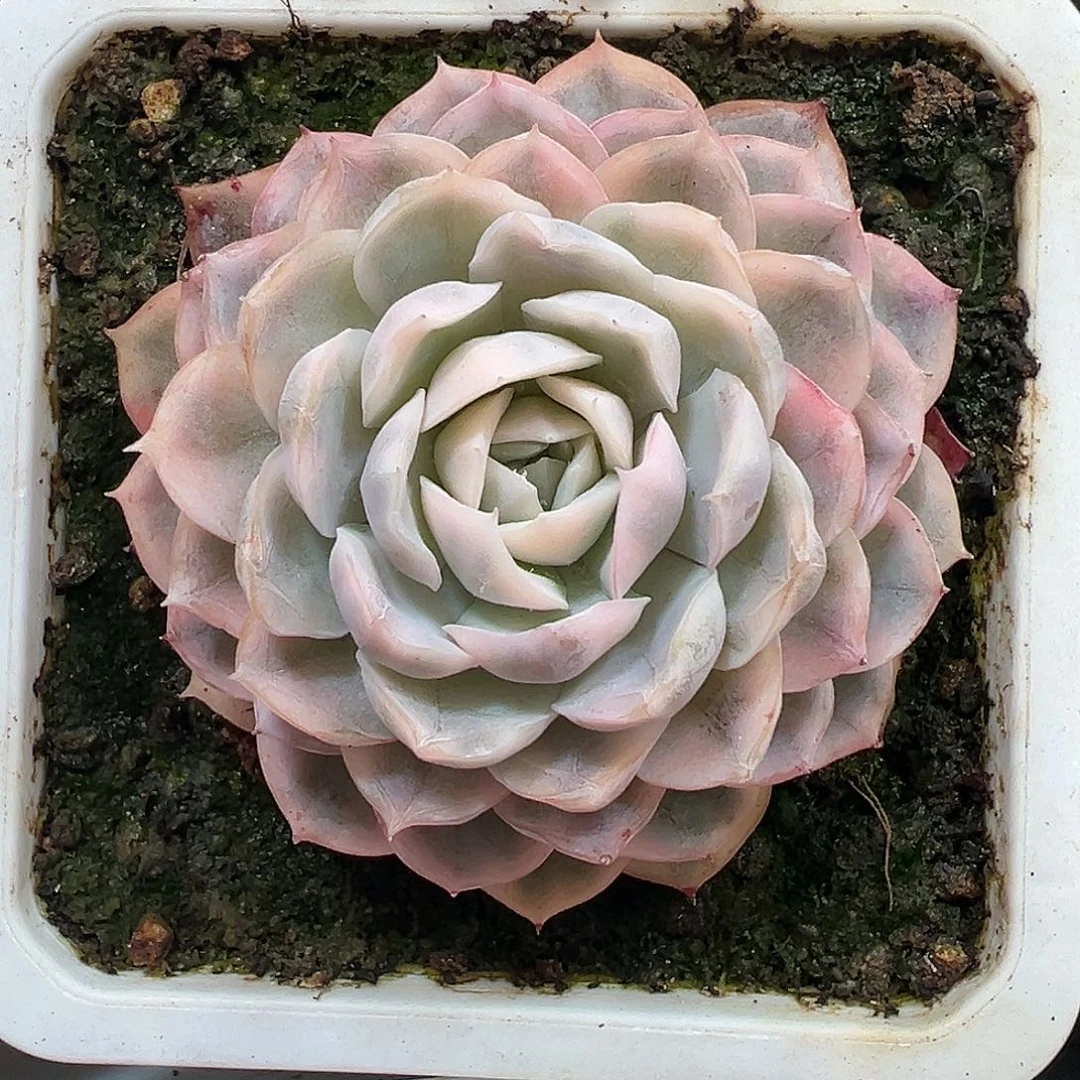 雪球锦多肉植物锦